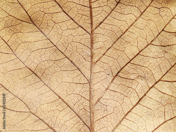 Fototapeta dry brown leaf texture