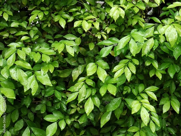 Obraz Green leaves wall background
