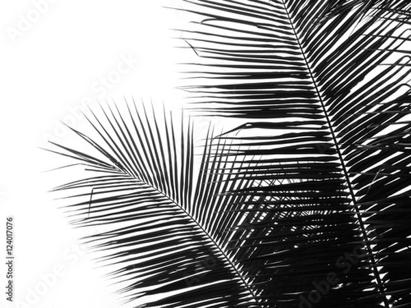 Fototapeta beautiful palms leaf on white background