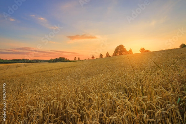 Fototapeta The Czech countryside. Wheat field at sunset.