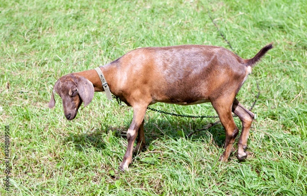 Fototapeta The Anglo-Nubian goat is a British breed of domestic goat.
