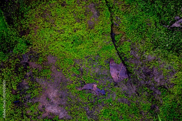 Obraz Green mos background,Stone With Green Mos,
