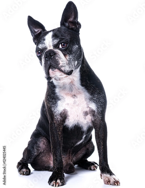 Obraz Darwin le boston terrier