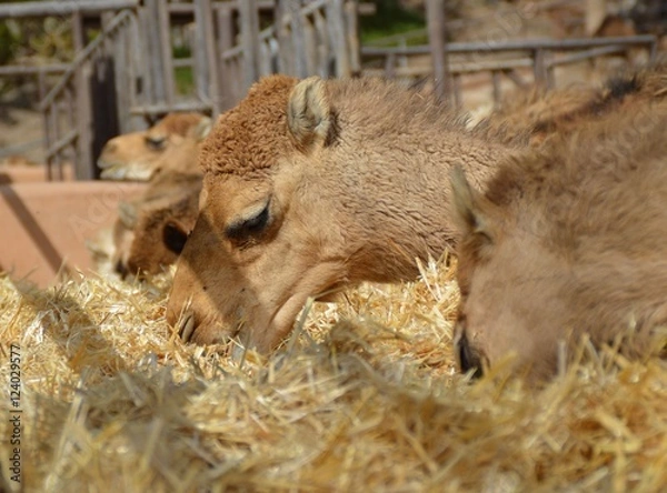 Obraz kamel beim essen