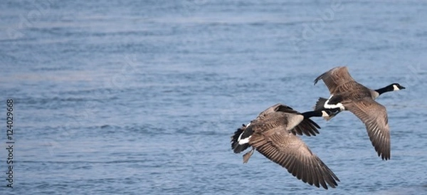 Obraz wildgänsen fliegen