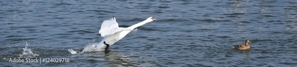 Obraz schwan am starten wasser