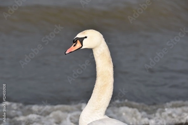 Obraz schwan kopf