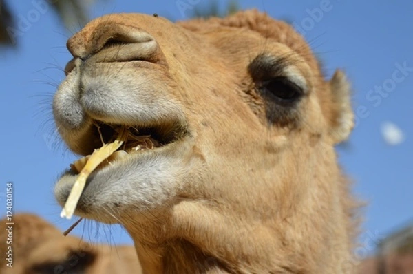 Obraz fressendes kamel kopf