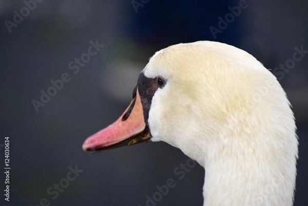 Obraz schwan kopf