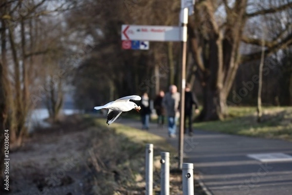 Obraz möve fliegend