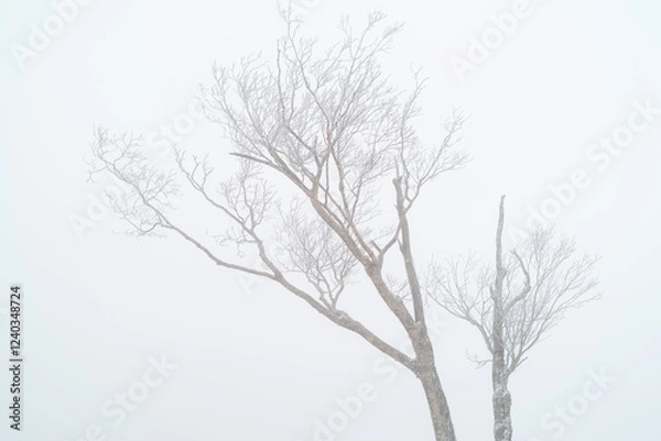 Fototapeta 美しい霧氷