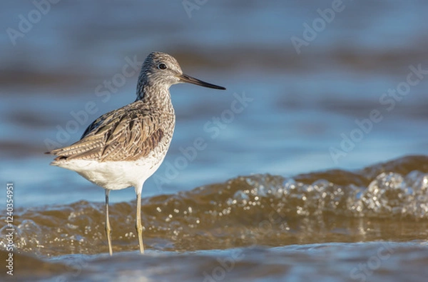 Fototapeta Common Greenshank feeding at a wetland in spring on a migration way