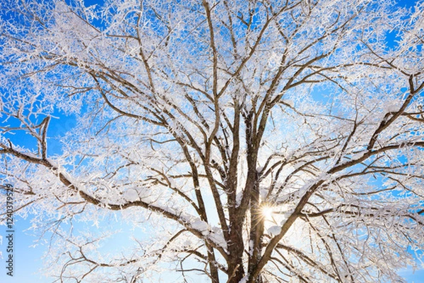 Fototapeta trees with hoarfrost and blue sky