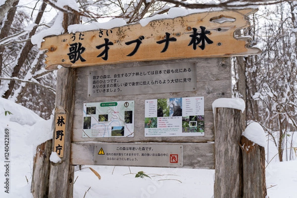 Obraz 北限のブナ　黒松内　歌才ブナ林