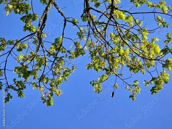 Fototapeta Green branch of tree against blue sky