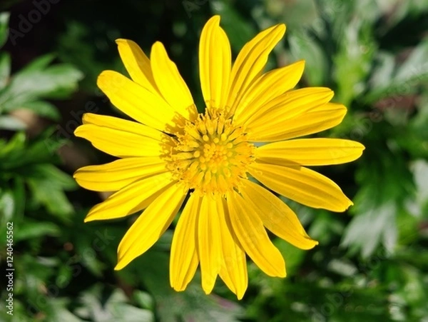 Fototapeta Closed-up yellow daisy in sunlight