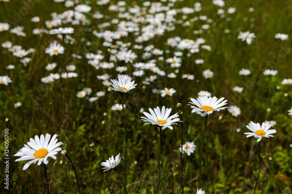 Fototapeta Поле ромашек и цветущей горчицы синее небо облака