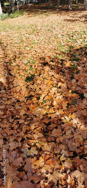 Obraz Green space in a park, covered in leaves, ideal for walking and enjoying nature
