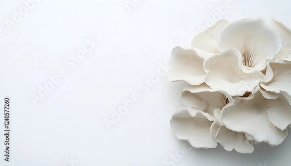 Fototapeta Delicate White Oyster Mushrooms on White Background