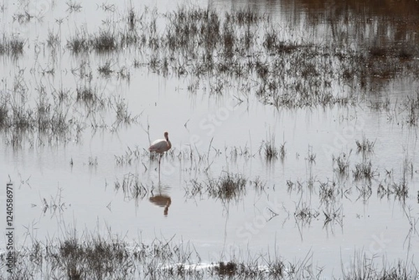 Fototapeta A single flamingo stands on one leg in a lake. The water appears silver in the sunlight, and the bird's reflection appears pink. Brown reeds grow in the water.