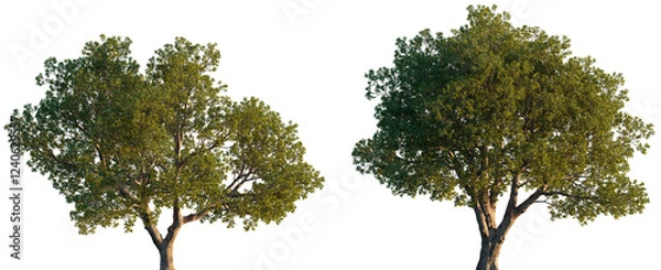 Obraz Quercus ilex wide big trees isolated png on a transparent background premium cutout (the holm oak, evergreen oak, Encina )