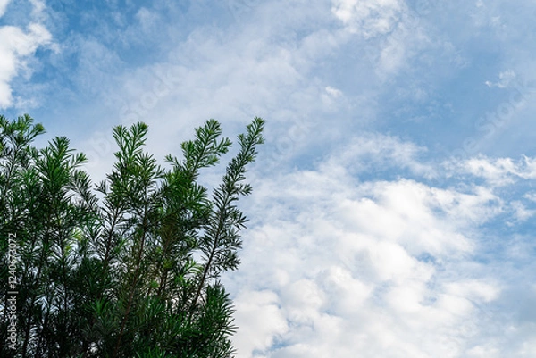 Fototapeta blue sky with clouds