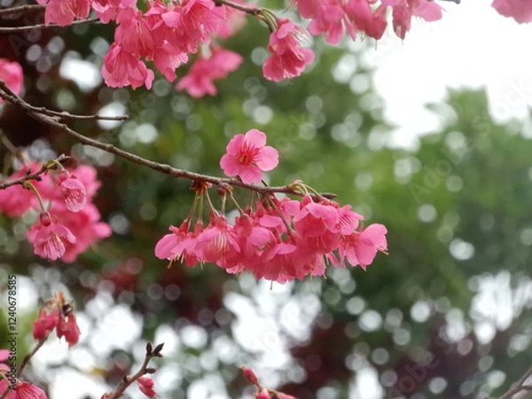 Obraz ピンク色に咲く山桜