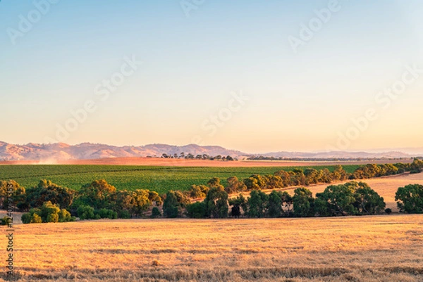 Fototapeta Barossa Valley grape and wheat farm fields with hills in the background, Tanunda, South Australia