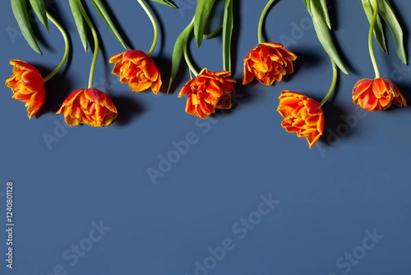 Obraz Red and orange tulips and green leaves isolated on blue background. Bright flowers composition. Greeting card. Copy space for text, top view, flat lay