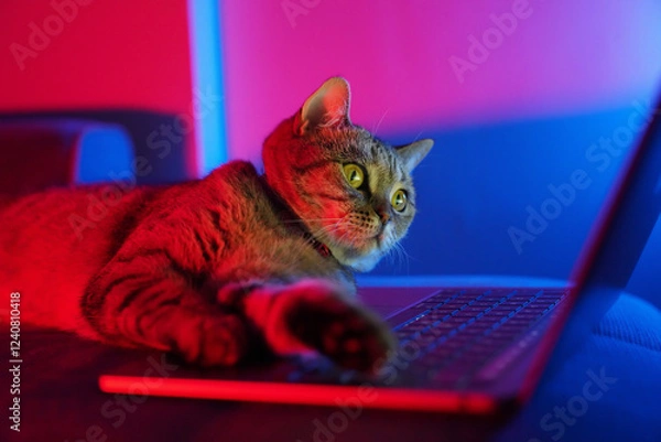 Fototapeta Cat and Computer