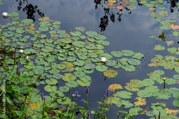 Obraz Lilly Pads