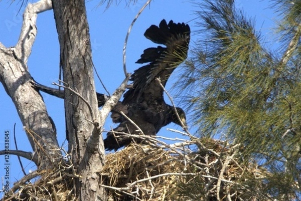 Fototapeta bald eagles in   the nest