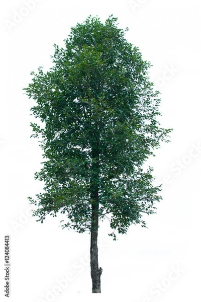 Obraz tree isolated on white