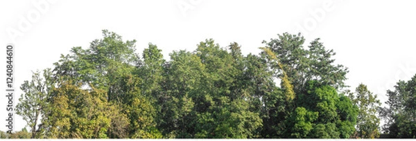 Fototapeta Green Trees on transparent background. are Forest and foliage in summer for both printing and web pages with cut path and alpha channel
