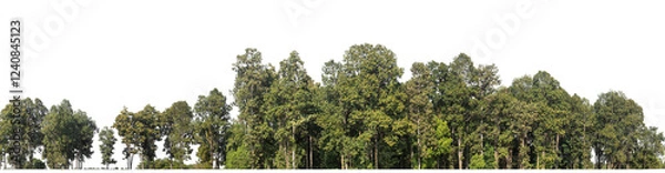 Fototapeta Green Trees on transparent background. are Forest and foliage in summer for both printing and web pages with cut path and alpha channel