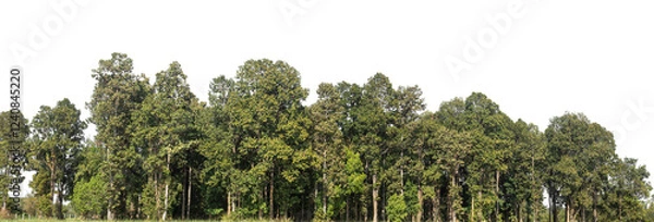 Fototapeta Green Trees on transparent background. are Forest and foliage in summer for both printing and web pages with cut path and alpha channel