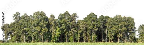 Fototapeta Green Trees on transparent background. are Forest and foliage in summer for both printing and web pages with cut path and alpha channel