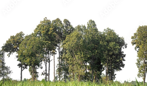 Fototapeta Green Trees on transparent background. are Forest and foliage in summer for both printing and web pages with cut path and alpha channel.