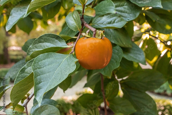 Fototapeta Ripe persimmon fruit hanging between green leaves