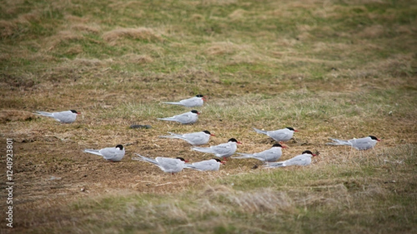 Obraz Küstenseeschwalbe