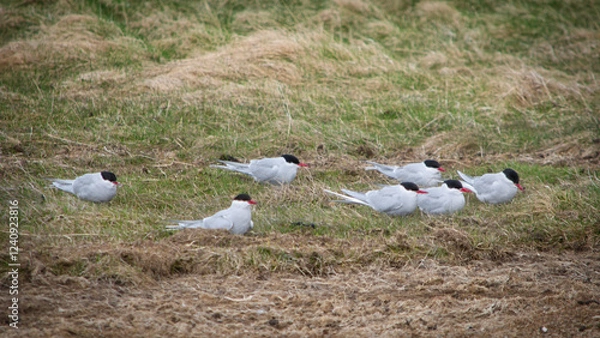 Obraz Küstenseeschwalbe