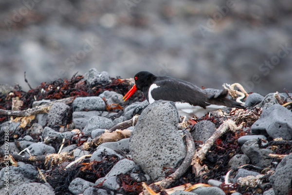 Obraz Austernfischer