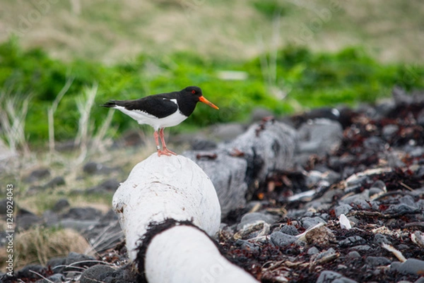 Obraz Austernfischer