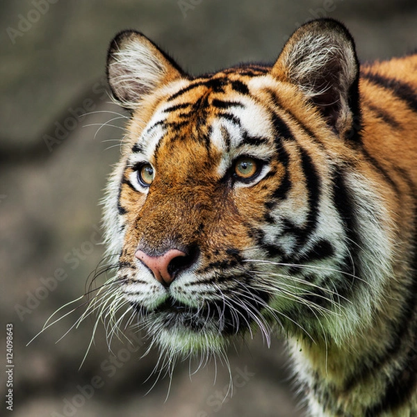 Obraz Close up face tiger at the zoo in Thailand