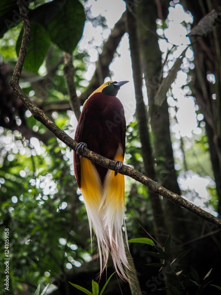 Fototapeta Cendrawasih 