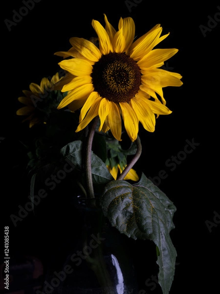 Obraz Close-up studio shot of a vibrant sunflower against a black background. 