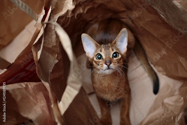Obraz Young Abyssinian cat playfully hiding inside a crumpled paper bag. Studio shot with soft lighting, capturing curiosity and energy. Ideal for pet-themed concepts.