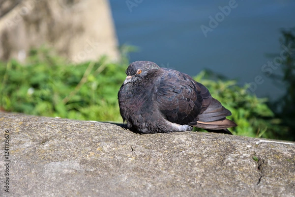 Fototapeta Eine Taube in ihrer Urbanen Umgebung. Tauben trifft man in jeder Ortschaft an. 