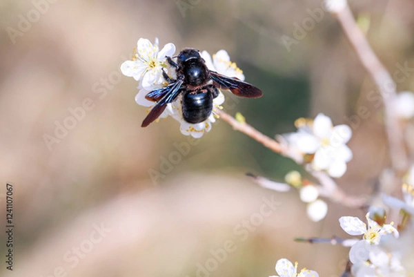 Obraz Eine Holzbiene auf einer Blüte.