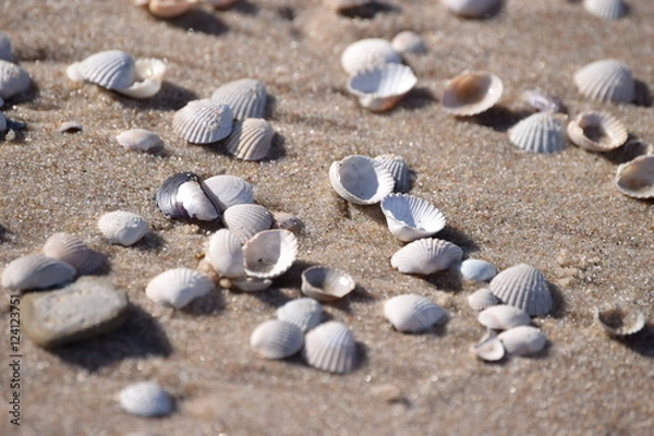Obraz Muszelki na plaży